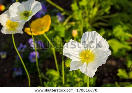 White poppy flower in a garden of poppies.