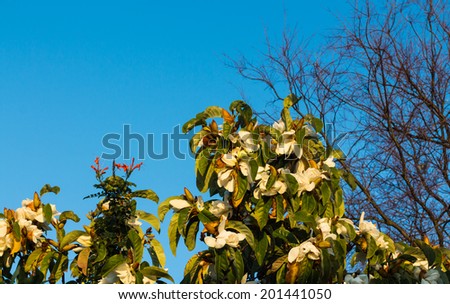 Magnolia grandiflora, commonly known as the southern magnolia or bull bay. flowering in Winter.
