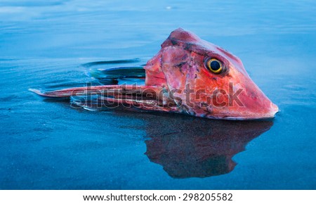 One fish head of a Red Gurnard (Chelidonichthys kumu)