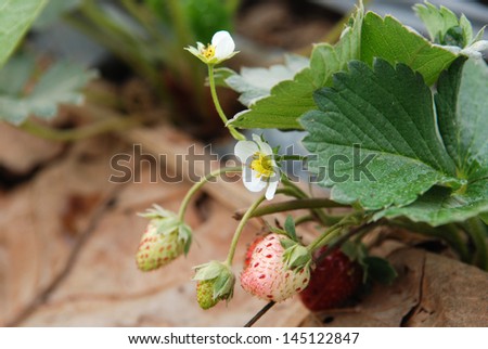 Strawberry flower  and strawberry fruit   with leaves