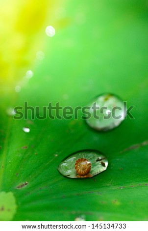 Drops of water on a lotus leaf. Symbol of purity and peace. Often use in Asian traditions, yoga, zen.