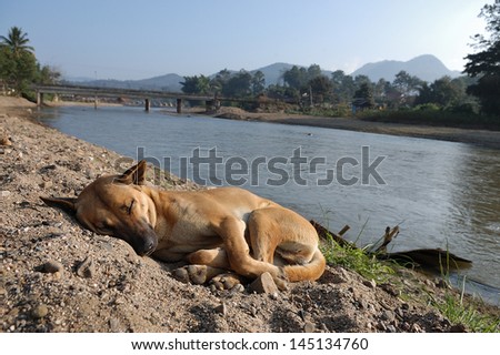 A dog sleep near Pai river,Thailand.
