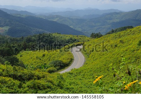 Asphalt road sharp S-Curve along with Wild Mexican daisy field