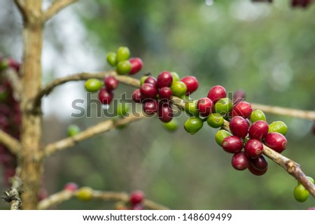 Ripe (red) and unripe (green) Coffee beans on the branch in coffee plantation