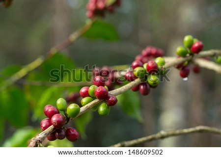 Ripe (red) and unripe (green) Coffee beans on the branch in coffee plantation