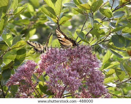 Two Tiger Swallowtails on a Joe Pye weed along a country road in West Virginia