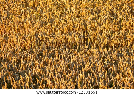 A grain field in warm summer light.