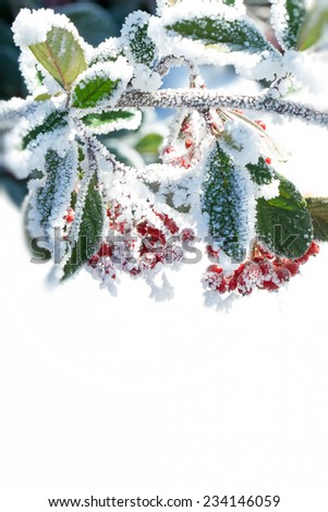 snowy rowan berries on white background. christmas winter greeting card template.