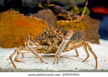 Huge alaskan king crab stands in the aquarium