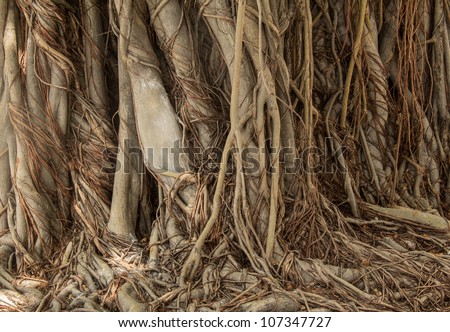 Close-up of banyan tree roots, the Temple of the Emerald Buddha, Bangkok, Thailand