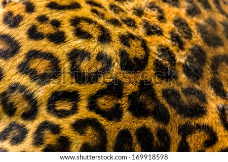 leopard skin texture background