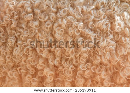 wool sheep closeup