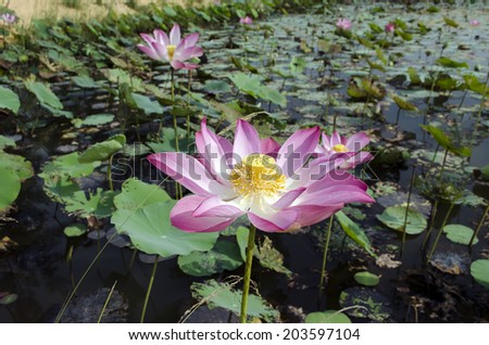 Pond of Nelumbo Nucifera Flowers. Genus of aquatic plants with large, showy flowers resembling water lily.