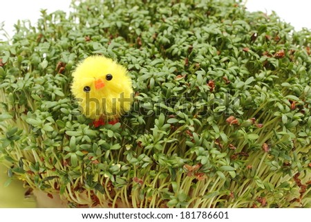 Closeup of funny Easter chicken lying on fresh green cuckoo flower, fresh watercress, Easter decoration. Isolated on white background