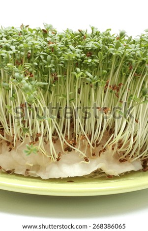 Closeup of green, watercress, concept for healthy nutrition. Isolated on white background