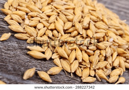Heap of organic whole barley grain on wooden background, healthy nutrition