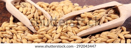 Heap of organic whole barley grain with wooden spoon
