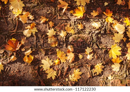 Aged red brick pavement covered with fallen golden maple leaves