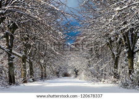 Beautiful perspective of trees in the alley covered with snow and blue sky in winter