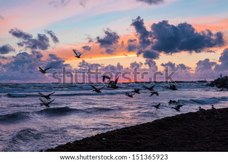 Wild ducks fly up from the Baltic sea coast while stormy weather at beautiful cloudy sunset