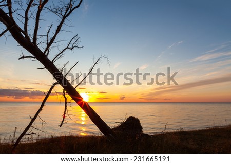 Sun with its beams behind fallen pine tree on the Baltic sea coast at sunset