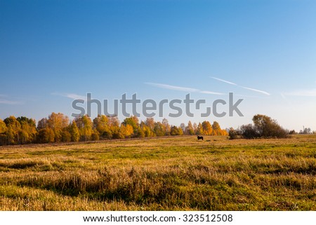 Beautiful autumn rural landscape with golden forest in background, clear sky and dark horse grazing in front of it