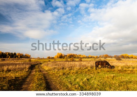 Rural path leading through a field to forest covered with golden leaf and horse in autumn on sunny morning under vibrant blue sky