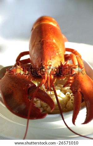 Whole cooked lobster over a bed of macaroni pasta in a white bowl
