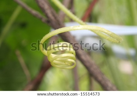 Plant tendril detail