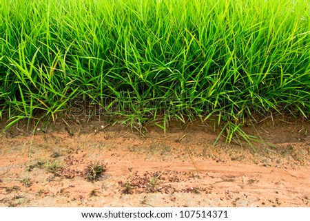 Grass and soil background