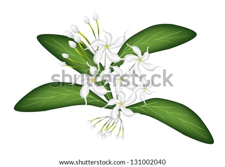 Beautiful Flower, An Illustration of Lovely White Common Gardenias or Cape Jasmine Flowers on Green Leaves Isolated on A White Background
