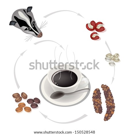 A Cup of Kopi Luwak Coffee with Processing of Civet Coffee from Coffee Cherries into Hot Coffee, The Most Expensive Coffee in The World