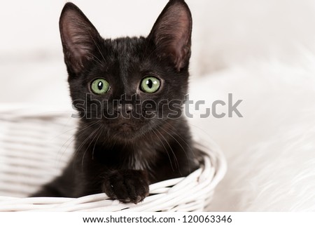 black cat on the white background