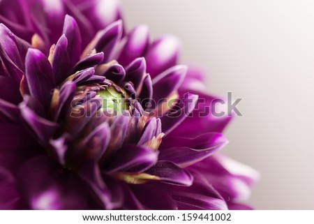 Purple Flower Close-Up