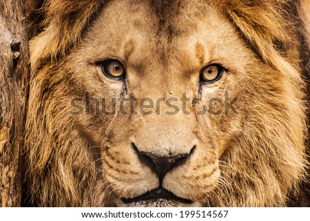 Closeup portrait of an African Lion