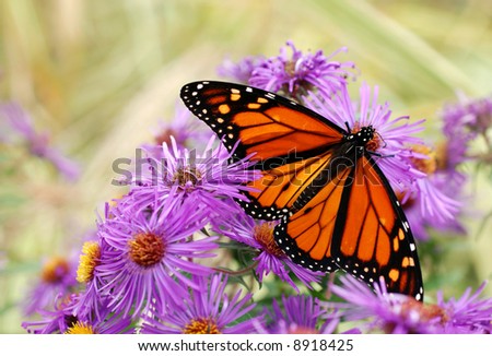 Purple Butterfly Background on Monarch Butterfly Feeding On Purple Asters  Soft Focus Background