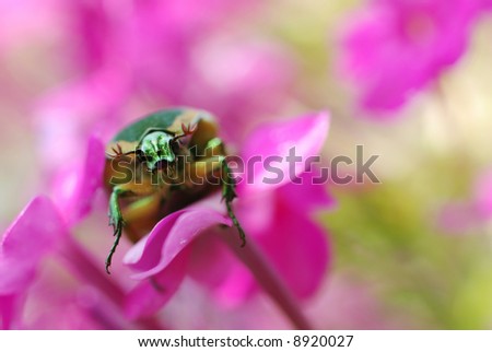 direct gaze of a green, metallic June beetle resting on small pink flowers.  Extreme macro with shallow dof