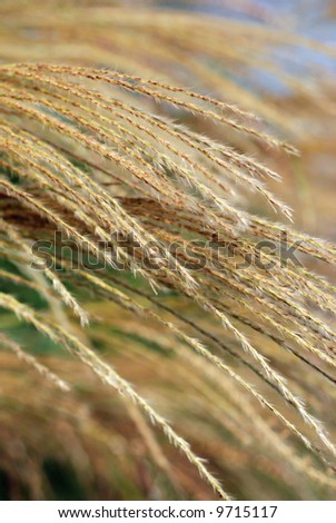 Tall ornamental grass in autumn sunlight.  Shallow dof and soft muted colors make for an ideal background.