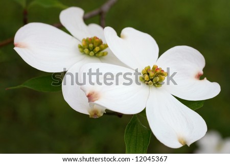 Dogwood+blossom+clip+art