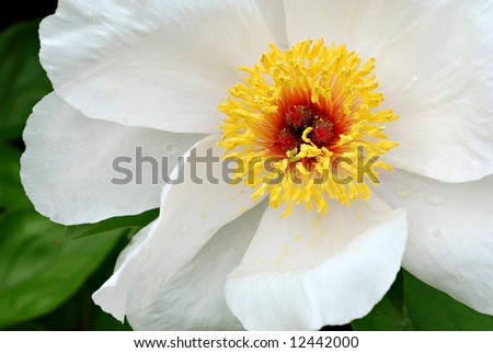 Beautiful white peony just after a rain shower.  Macro with shallow dof