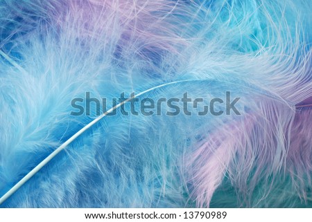 Soft, pastel colored feathers.  Ideal as background.
