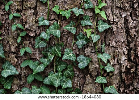 Old tree trunk with English ivy