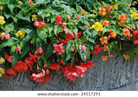 Colorful double blossom hanging begonias in large stone planter.