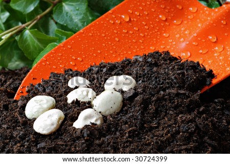 Orange garden spade with organic potting soil and lima bean seeds.  Macro with shallow dof.  Focus on the beans.