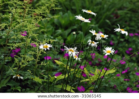White daisies in garden with ferns and purple flowers in the background.  Close-up with shallow dof.  Selective focus on closest daisy.
