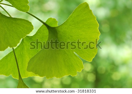 Ginkgo leaves with foliage in soft focus in background.  Close-up with extremely shallow dof.