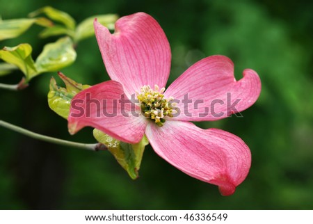 Pink+dogwood+blossom