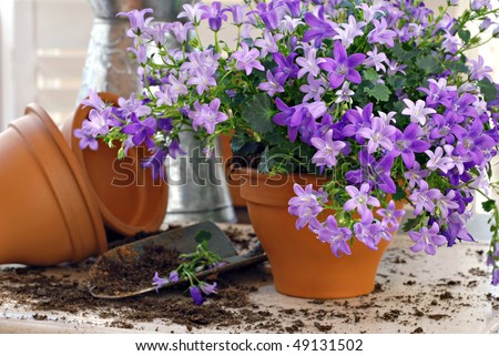 Tiny 'campanula get mee' (or bellflowers) in clay starter pots with spade and watering can.  Gardening still life with natural window light and shallow dof.