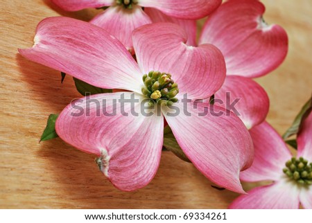 Dogwood+blossom+clip+art