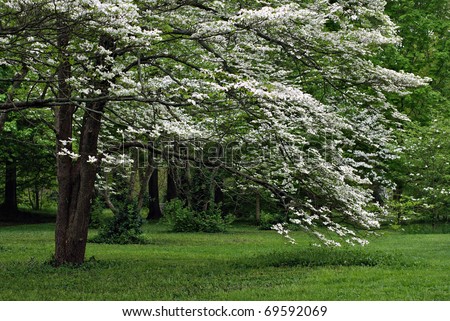 Flowering+dogwood+tree+leaves